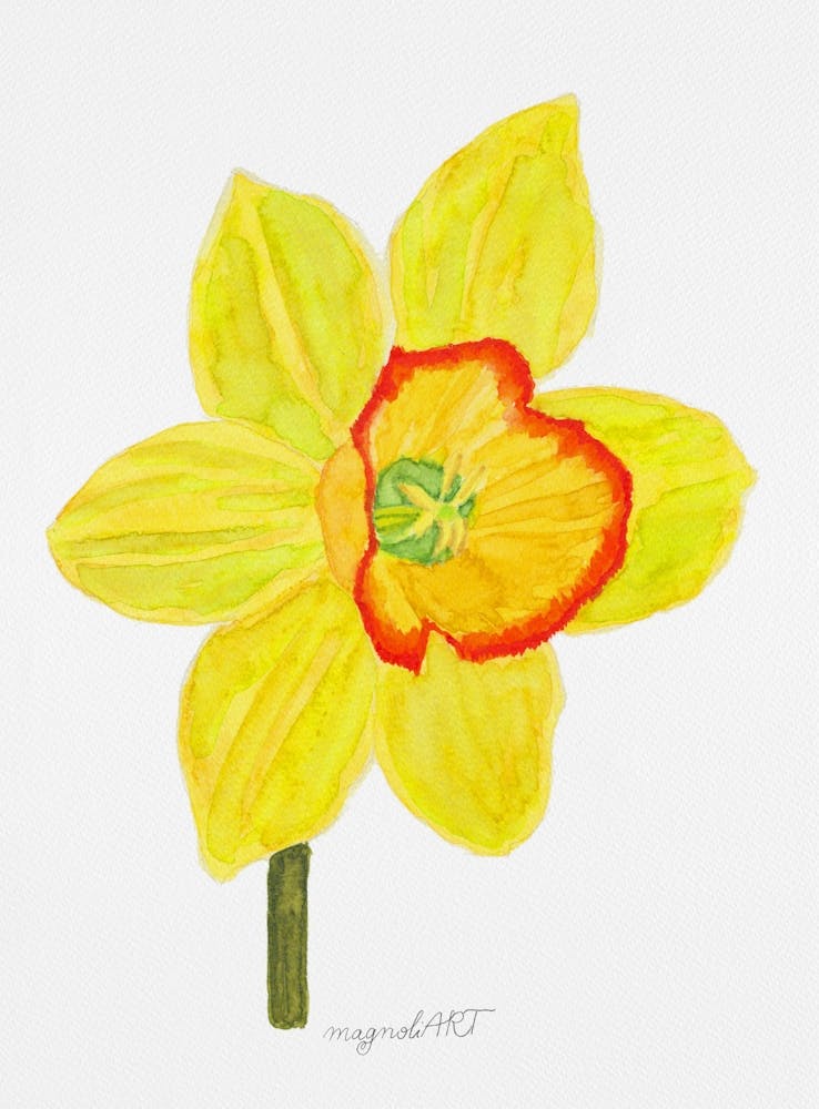 Daffodil 12
