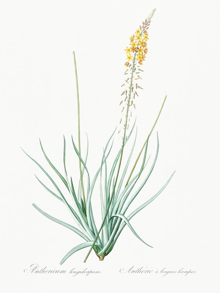 Bulbine Illustration From Les Liliacées (1805), Pierre Joseph Redoute 1