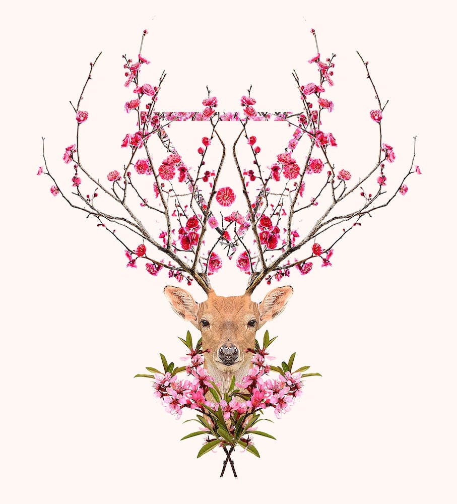 Spring Deer
