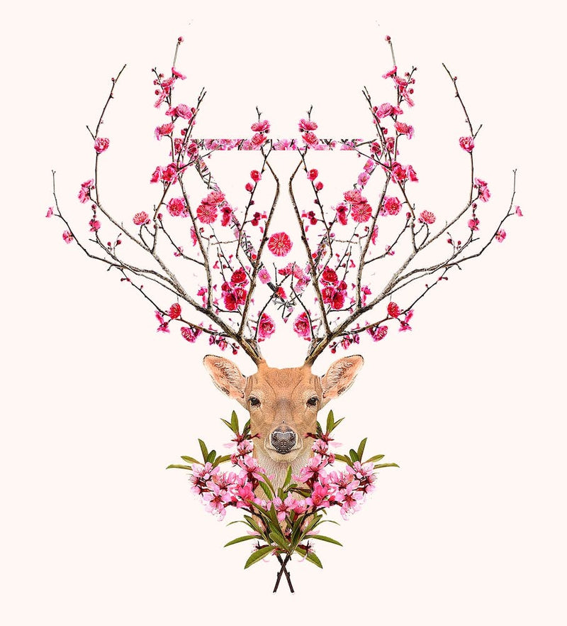 Spring Deer