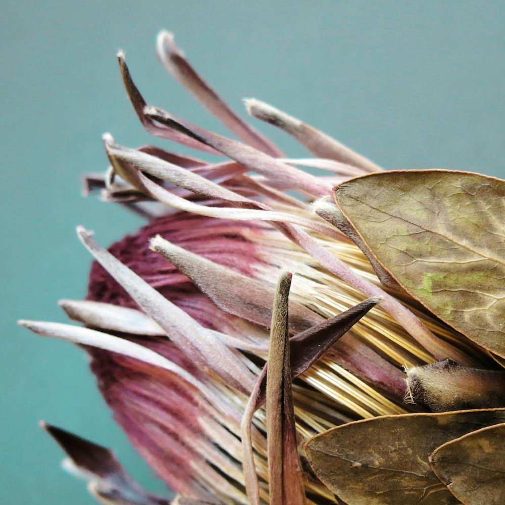Protea Cyranoides Square
