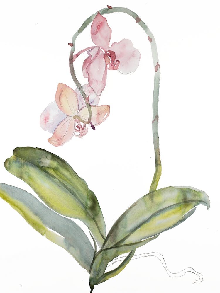 Orchid 9