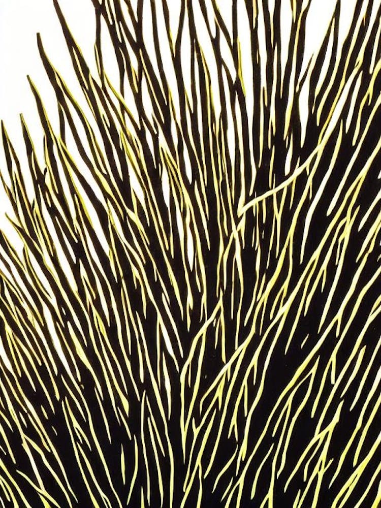 Acropora Selago Linocut