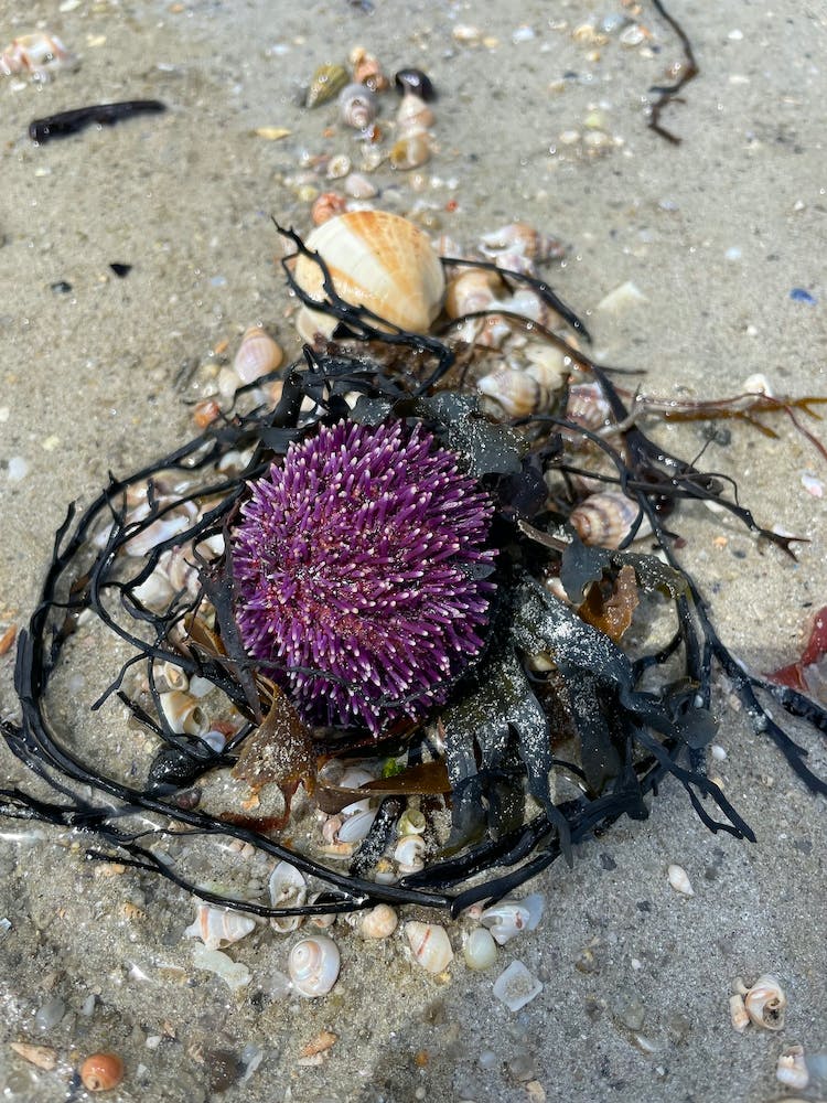Purple Sea Urchin