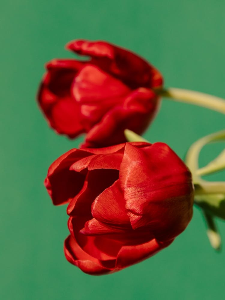 Tulipes Rouges 2