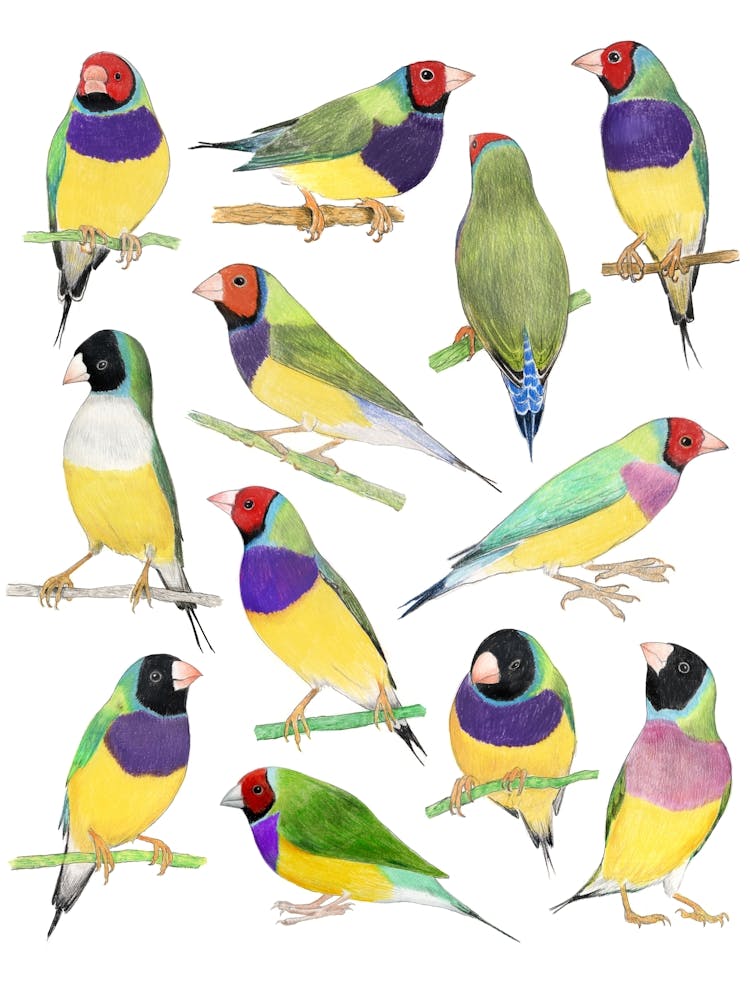 Gouldian Finches Birds Print
