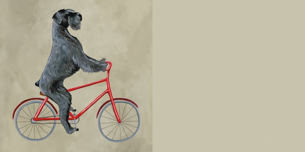 Schnauzer On Bicycle