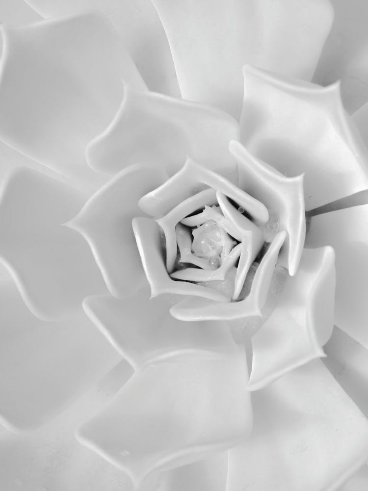 Black And White Flower