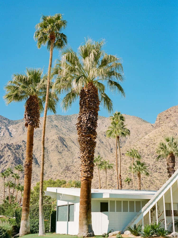 Palm Springs Architecture II on Film