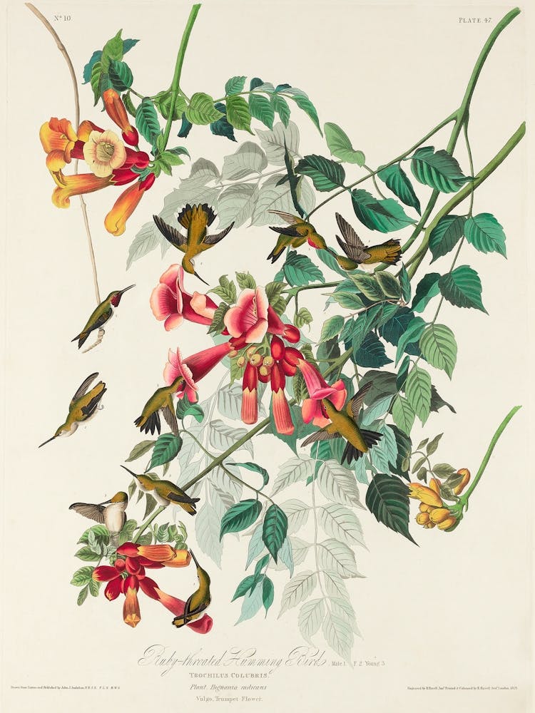Ruby Throated Humming Bird, Birds Of America, John James Audubon