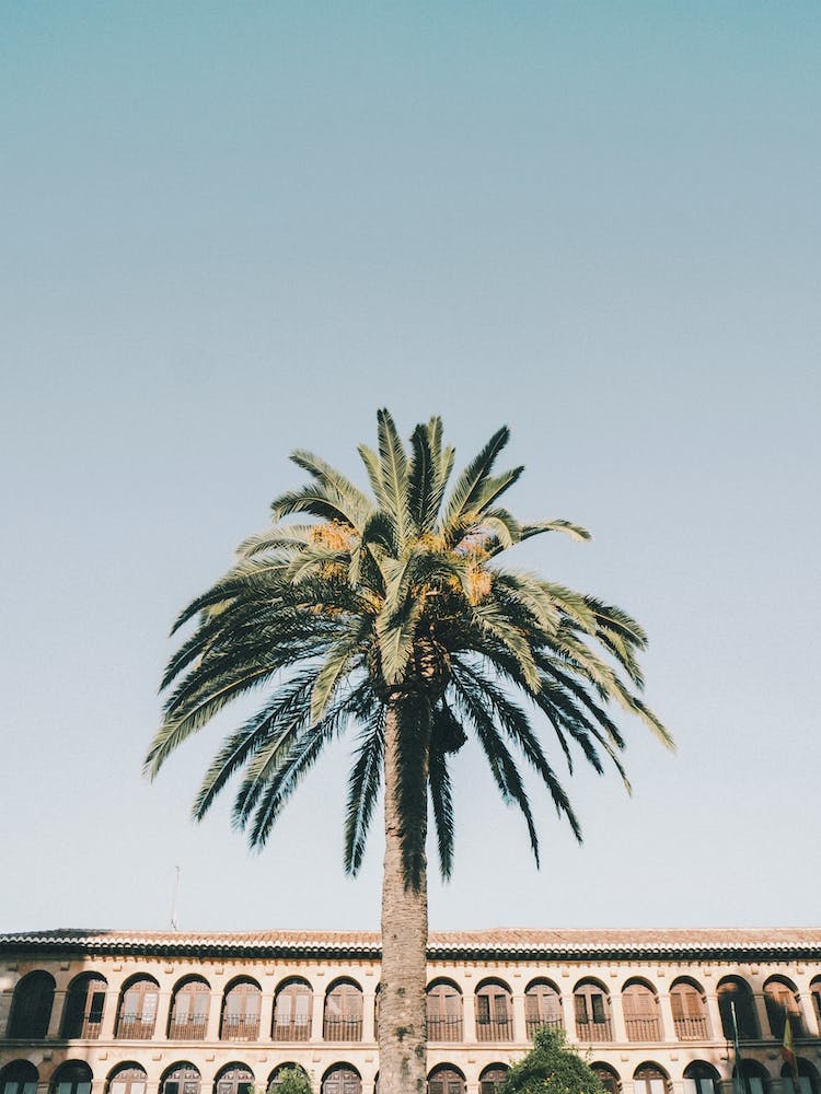 Granada Palm Tree