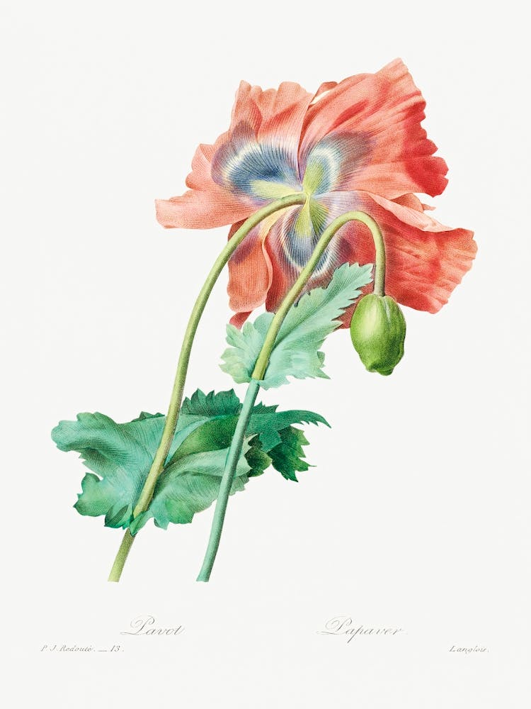 Poppy, Pierre Joseph Redoute 1
