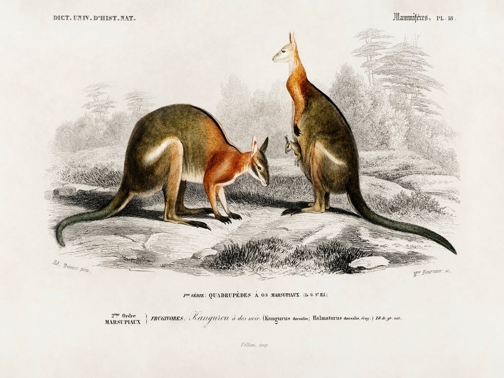 Macropus, Charles Dessalines D'Orbigny