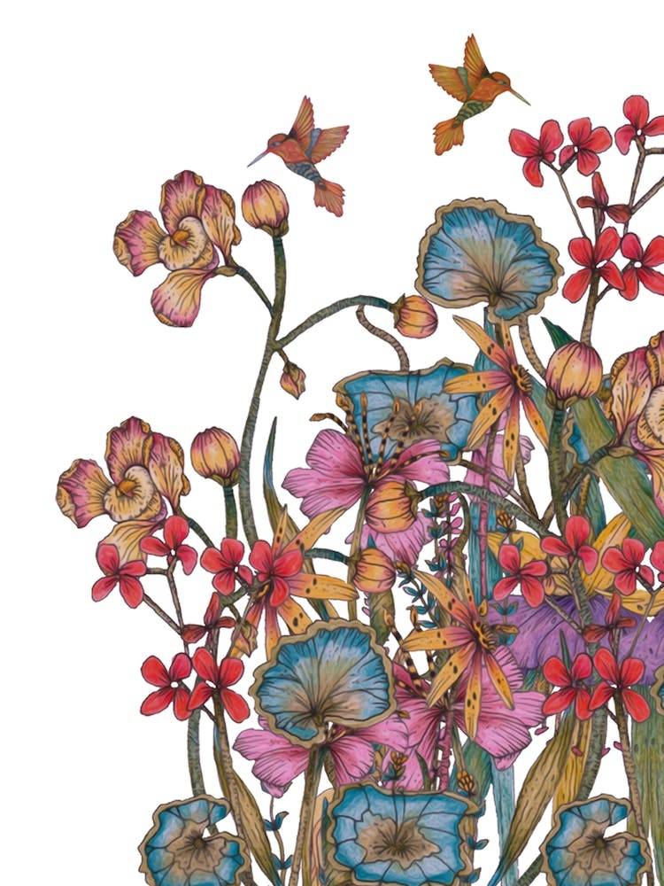 Humminbird Garden II