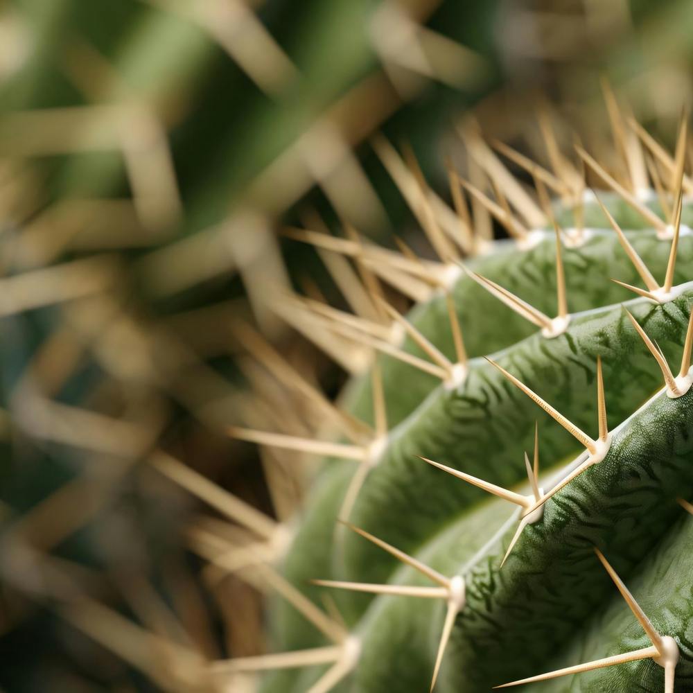 Cactus 3