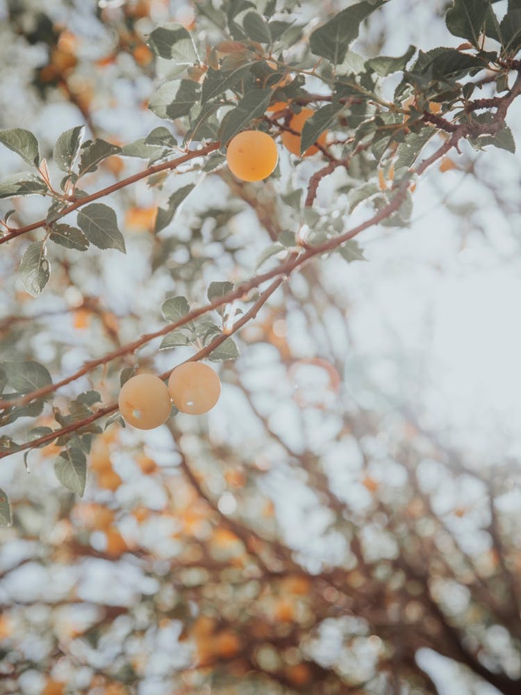Golden Fruit