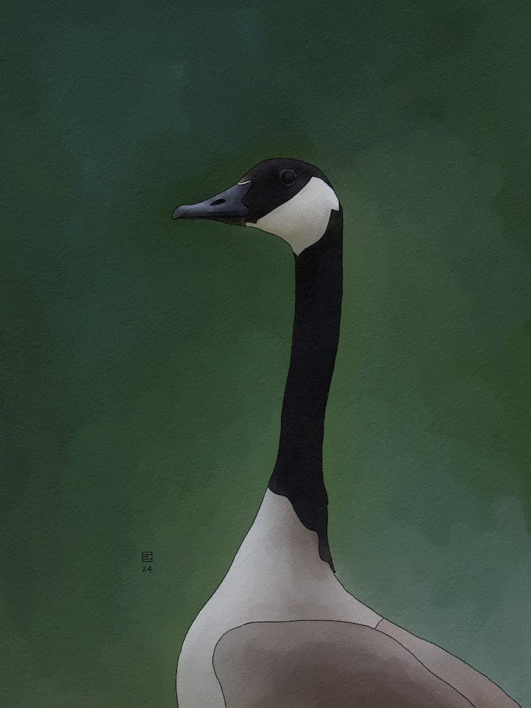 Bernache du Canada 1