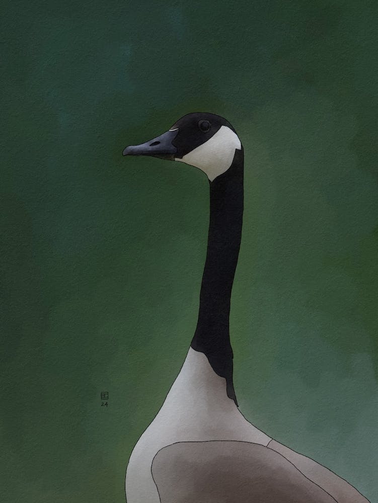 Bernache du Canada 1