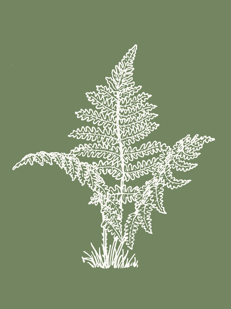 Botanical Style Fern Leaf 1