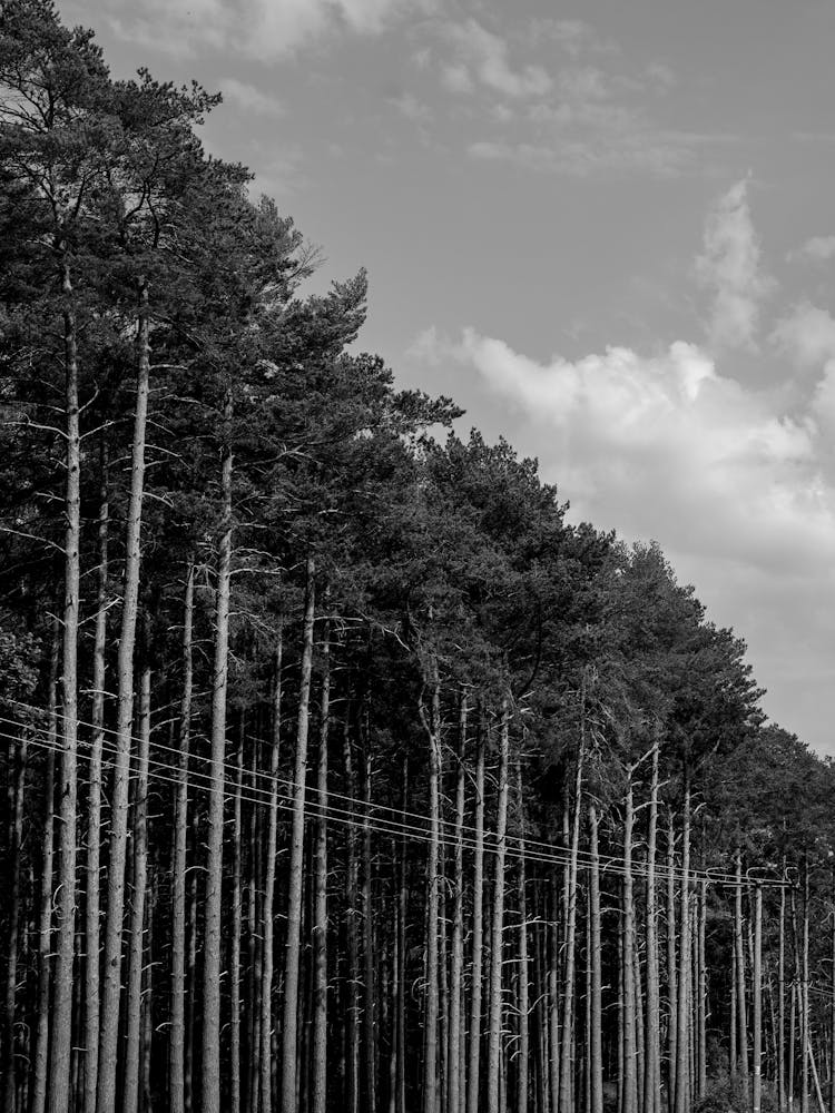 Black And White Photo Of Trees
