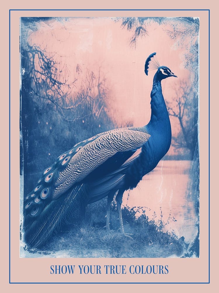 Peacock By The River Cyanotype Inspired 1 Poster