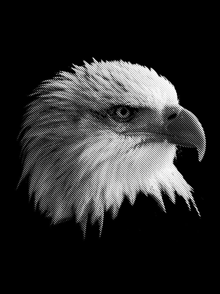 BW Bald Eagle in my Line Illustration
