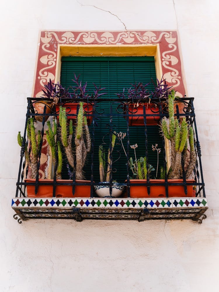 Cactus look out, Granada, Spain