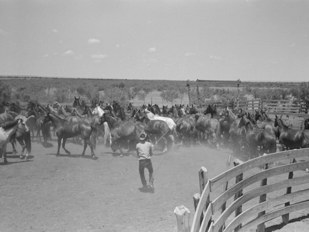Horses In The Corral, Cowboy Has Just Roped One Of Them, Cattle Ranch Near Spur, Texas By Russell Lee