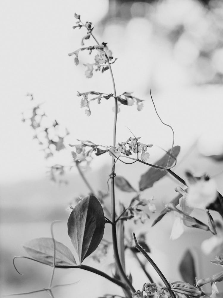Black And White Flowers 112