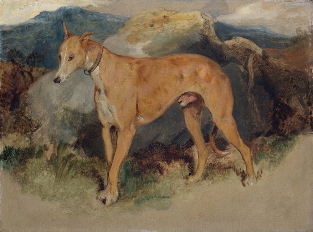Windhund