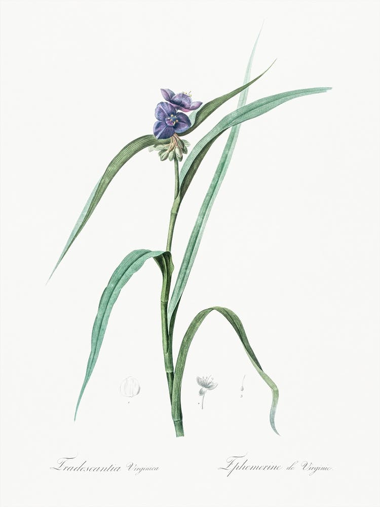 Virginia Spiderwort Illustration From Les Liliacées (1805), Pierre Joseph Redoute