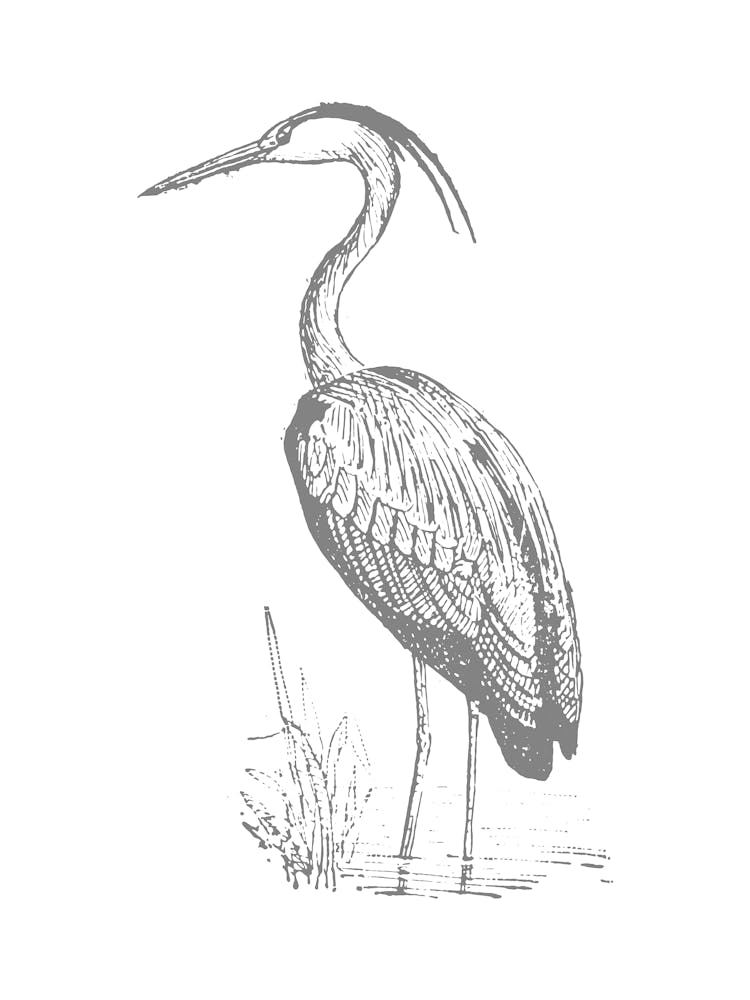 Heron 1