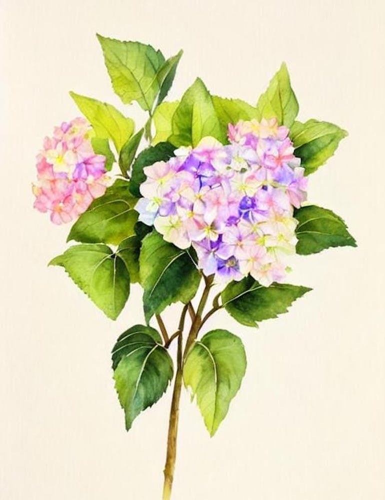 Hydrangea Vintage Flowers Flower