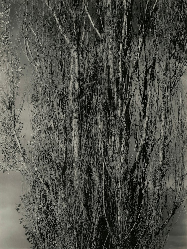 Sterbende Pappel und lebender Zweig Lake George (1932), Alfred Stieglitz