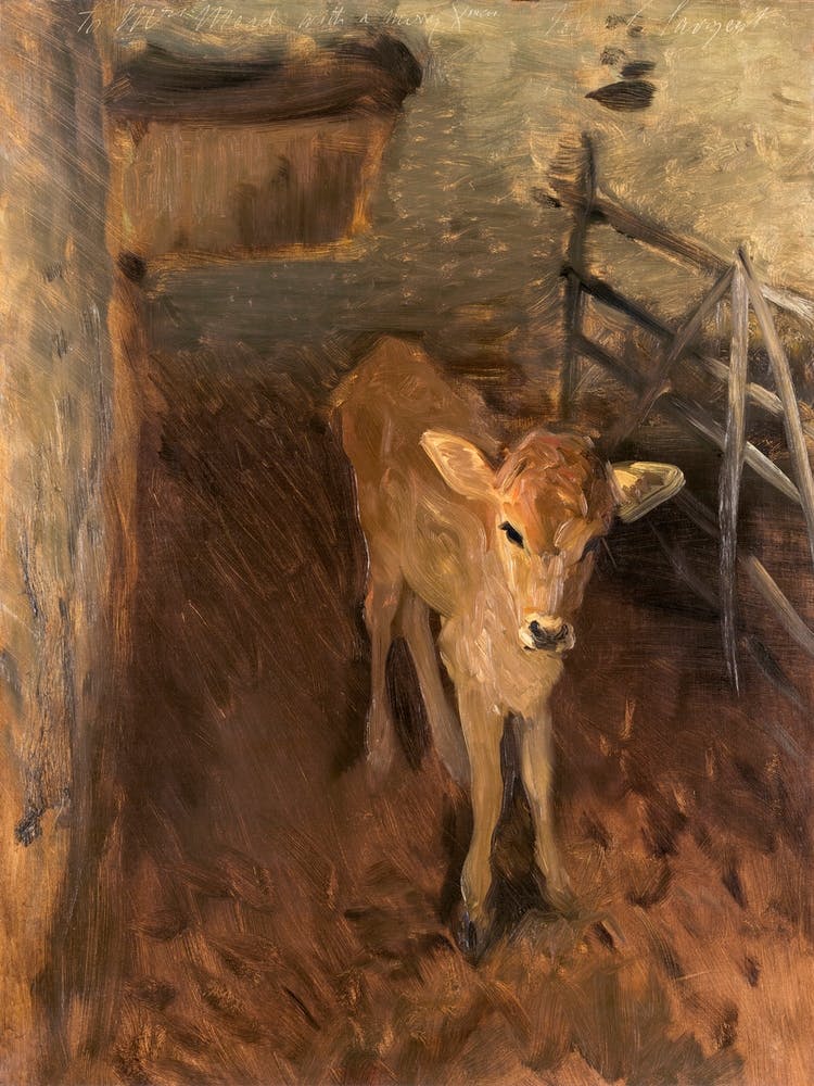 A Jersey Calf (1893), John Singer Sargent
