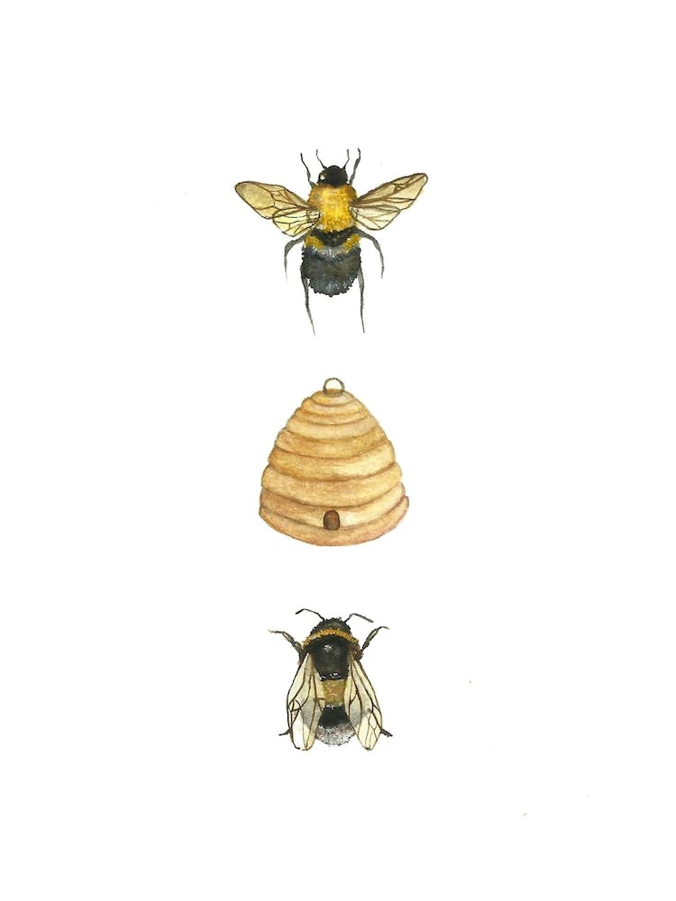 Bumblebee Family