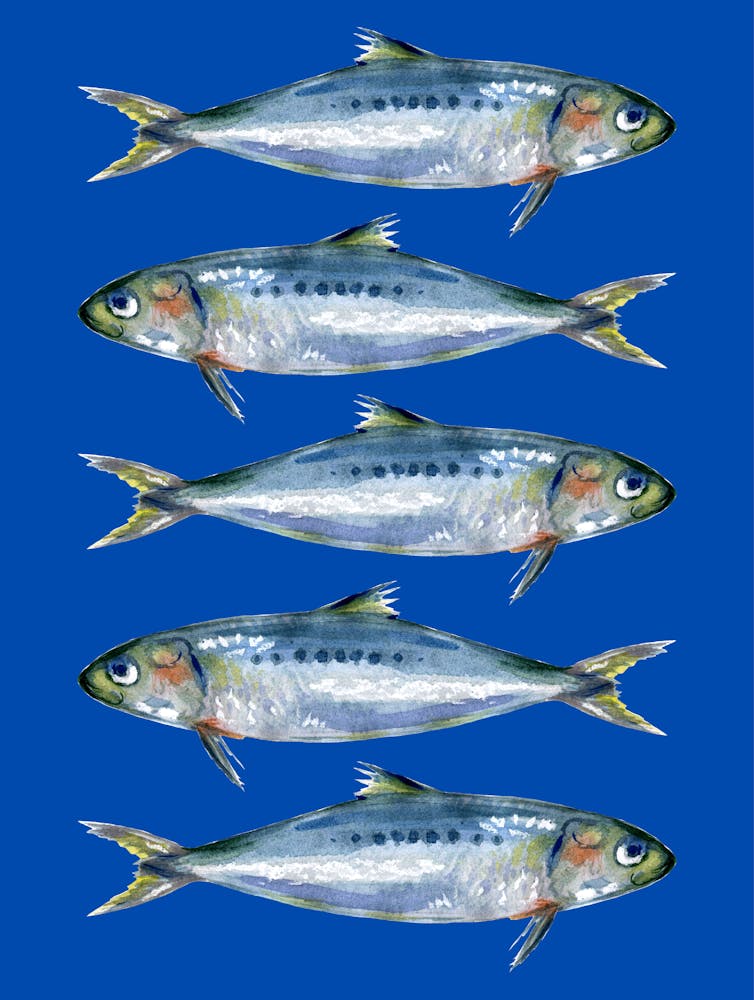 Sardines On A Blue Background