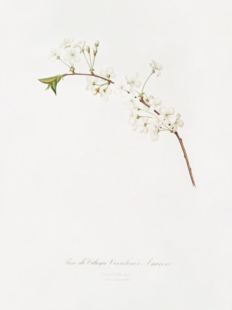 Amarena Cherry Flower (Prunus Cerasus) From Pomona Italiana (1817 - 1839), Giorgio Gallesio