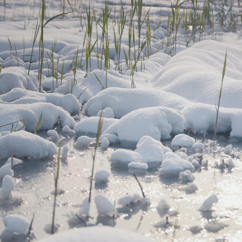 Grass Peeking out of White Snow 