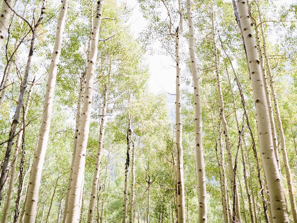 Aspen Colorado 2