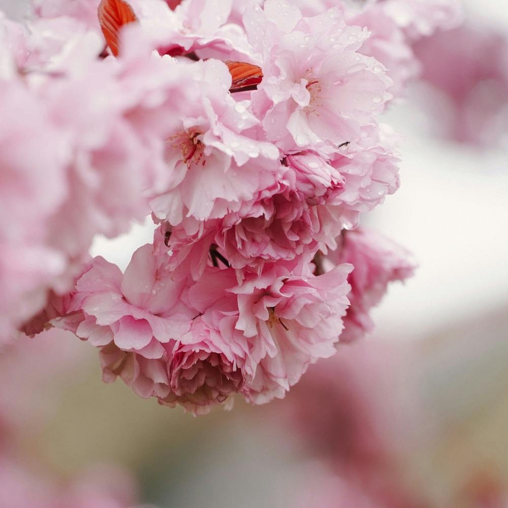 Cherry Blossoms 3