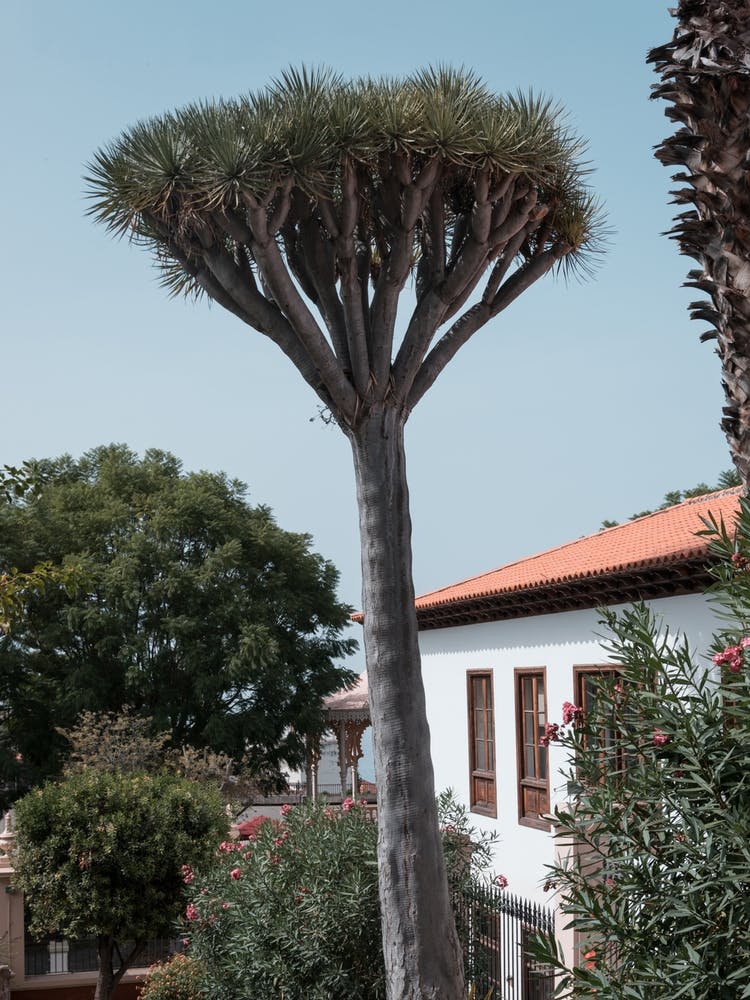 Beautiful Tree, Tenerife, Canary Islands