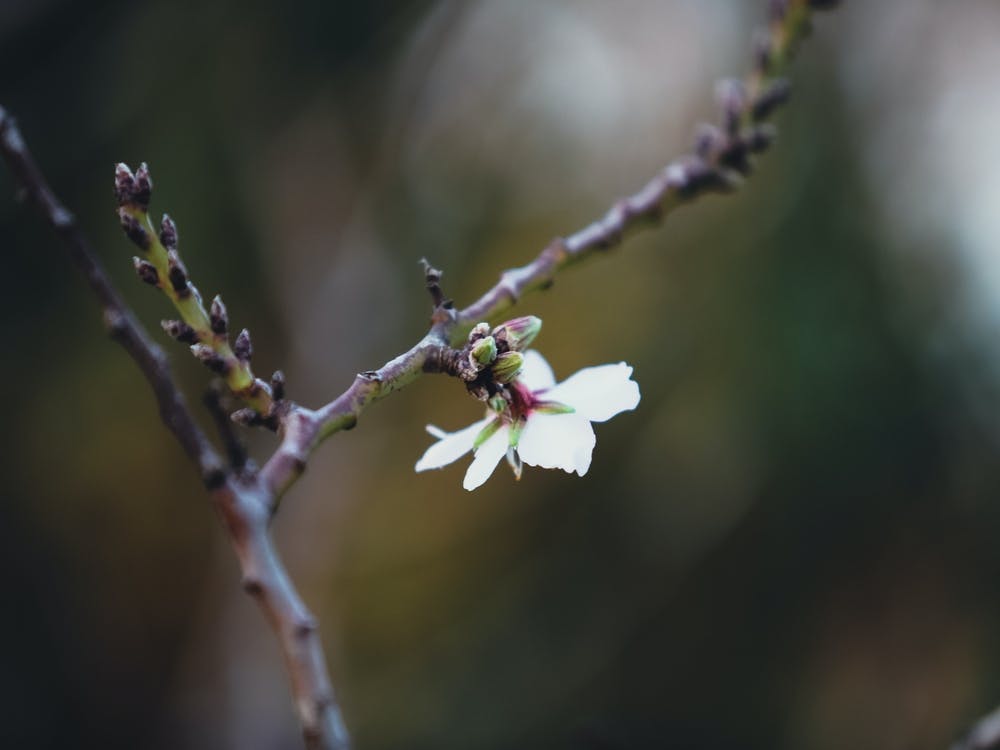 Flower Stock Videos & Royalty-Free Footage