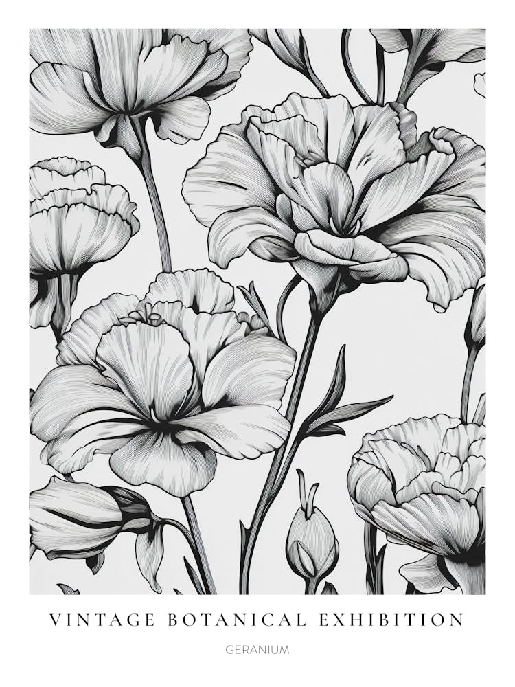 Geranium 2 B&W Vintage Botanical Poster
