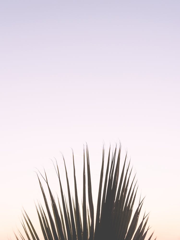 Purple And Pastel Sunset Palm Tree In Italy