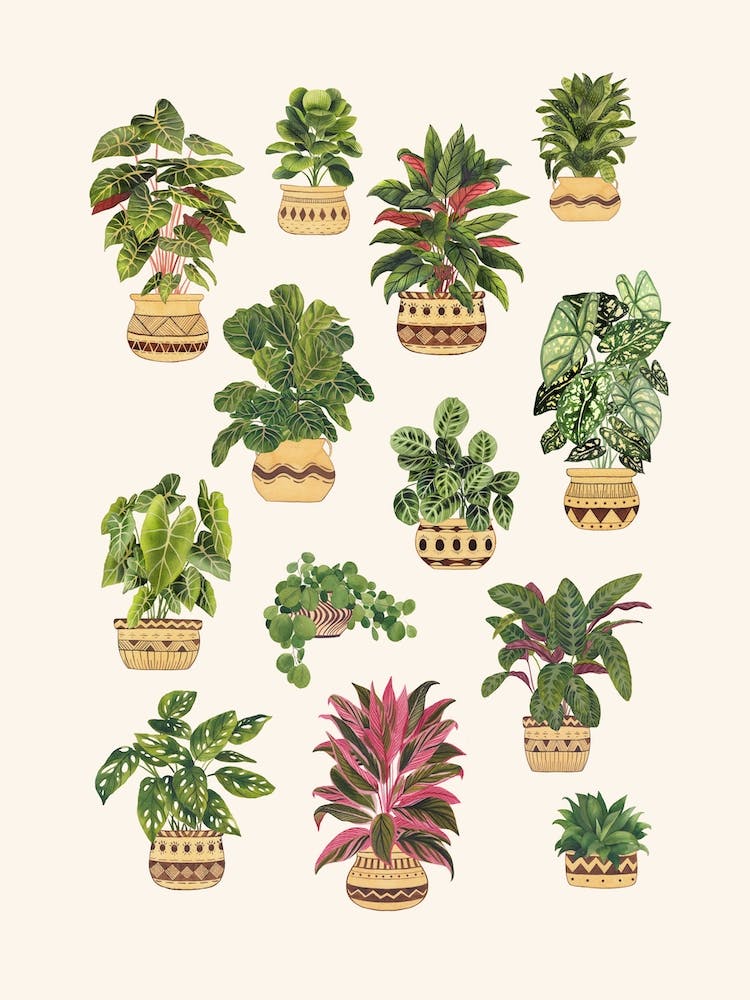 Plant Collection 7