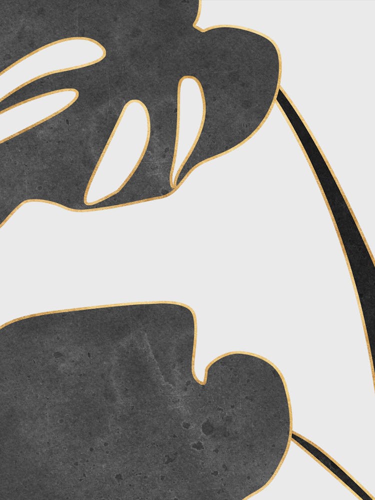 Black And White Monstera Leaves