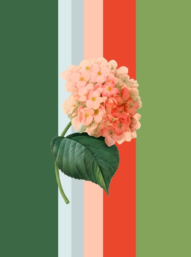 Belle Botanica 5 Hydrangea