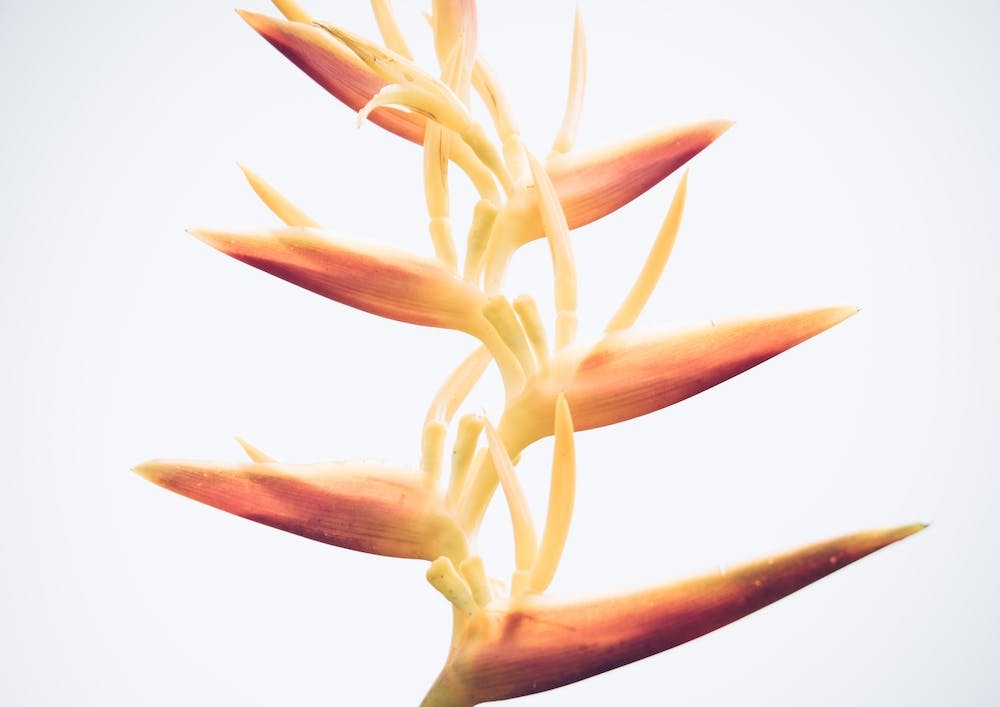 Heliconia I