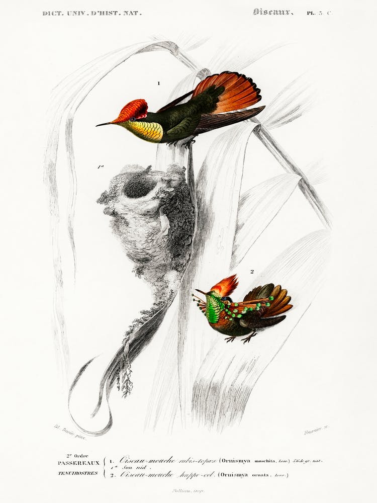 Different Types Of Birds, Charles Dessalines D'Orbigny 2